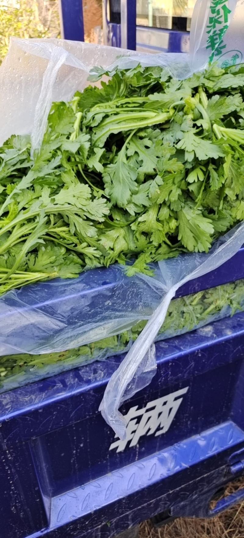 湖北小叶茼蒿，皇帝菜正在上市支持配菜