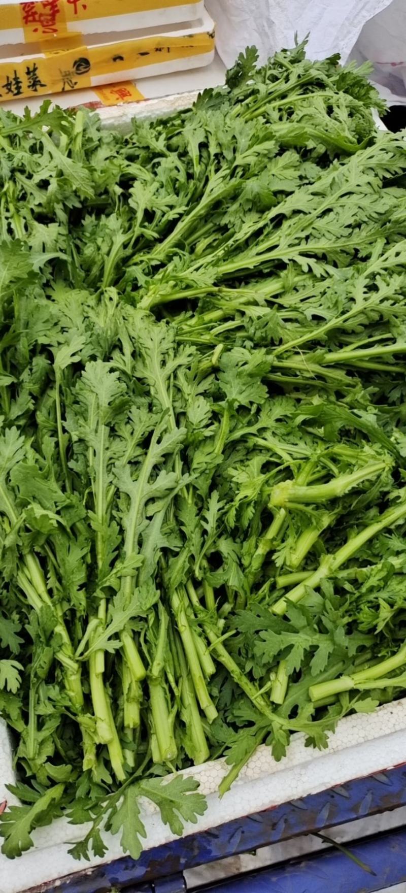 湖北小叶茼蒿，皇帝菜正在上市支持配菜