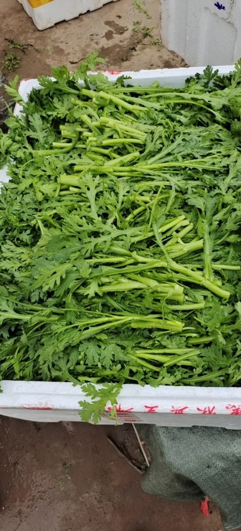 湖北小叶茼蒿，皇帝菜正在上市支持配菜