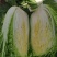 《辽宁白菜》现货供应中黄心大白菜量大从优欢迎选购