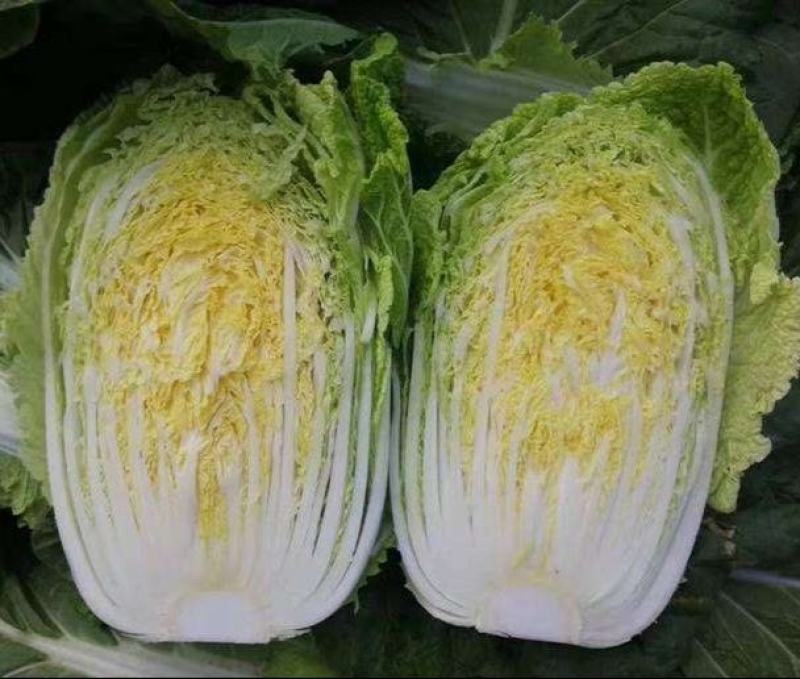 《辽宁白菜》现货供应中黄心大白菜量大从优欢迎选购