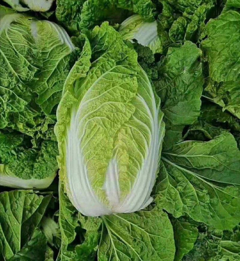 《辽宁白菜》现货供应中黄心大白菜量大从优欢迎选购