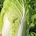 【精品】黄心白菜价格优惠产地一手货原市场货规格齐全