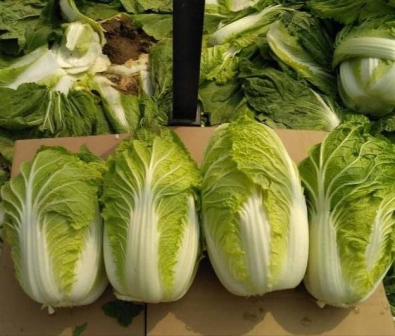 【精品】黄心白菜价格优惠产地一手货原市场货规格齐全