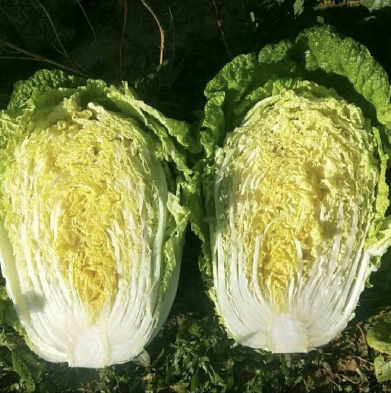 【精品】黄心白菜价格优惠产地一手货原市场货规格齐全