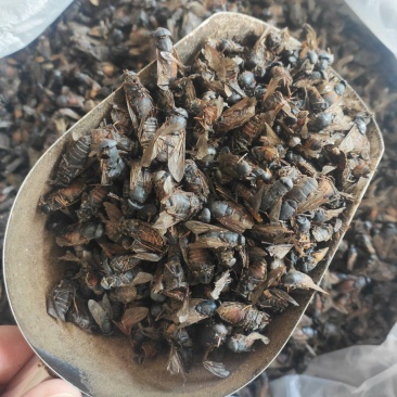 虻虫干货牛虻虫中药材量大从优欢迎选购！
