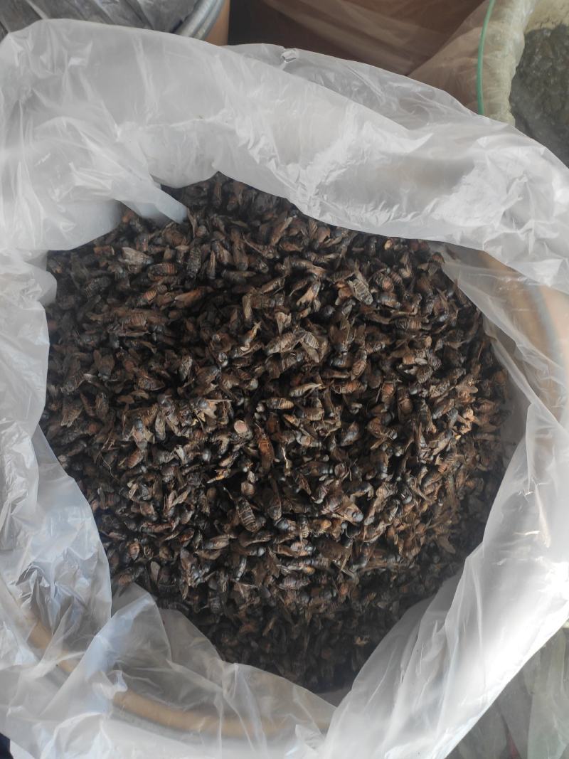 虻虫干货牛虻虫中药材量大从优欢迎选购！