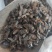 虻虫干货牛虻虫中药材量大从优欢迎选购！