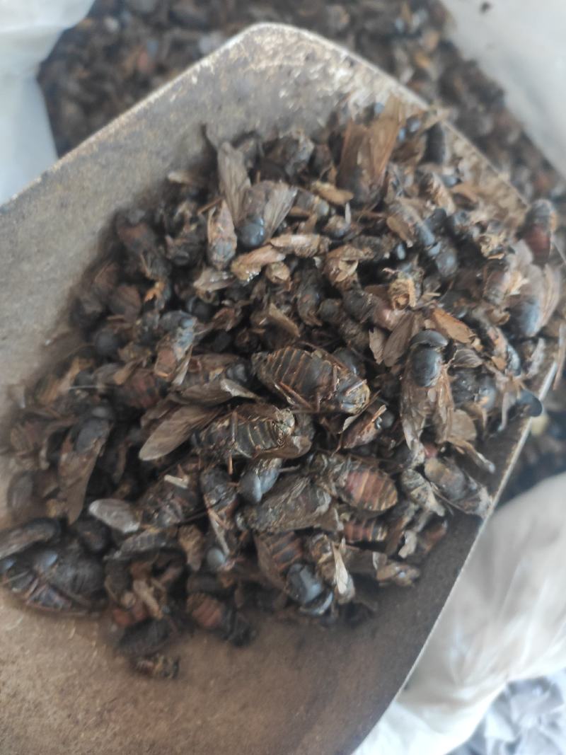 虻虫干货牛虻虫中药材量大从优欢迎选购！