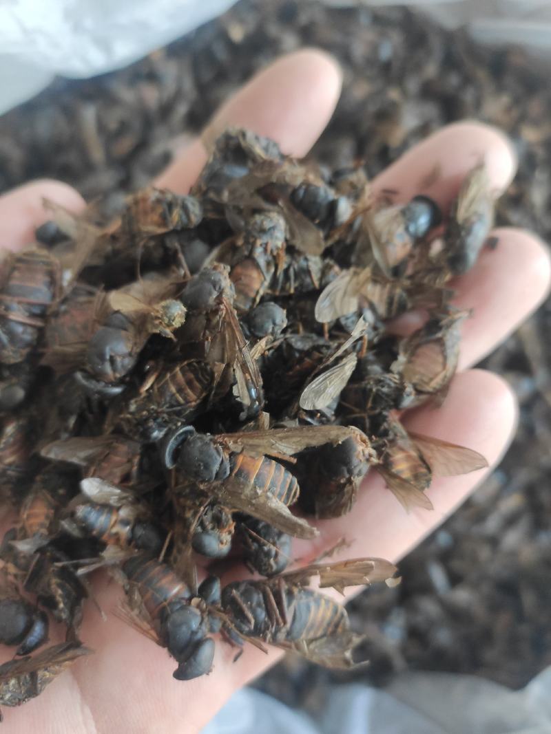 虻虫干货牛虻虫中药材量大从优欢迎选购！