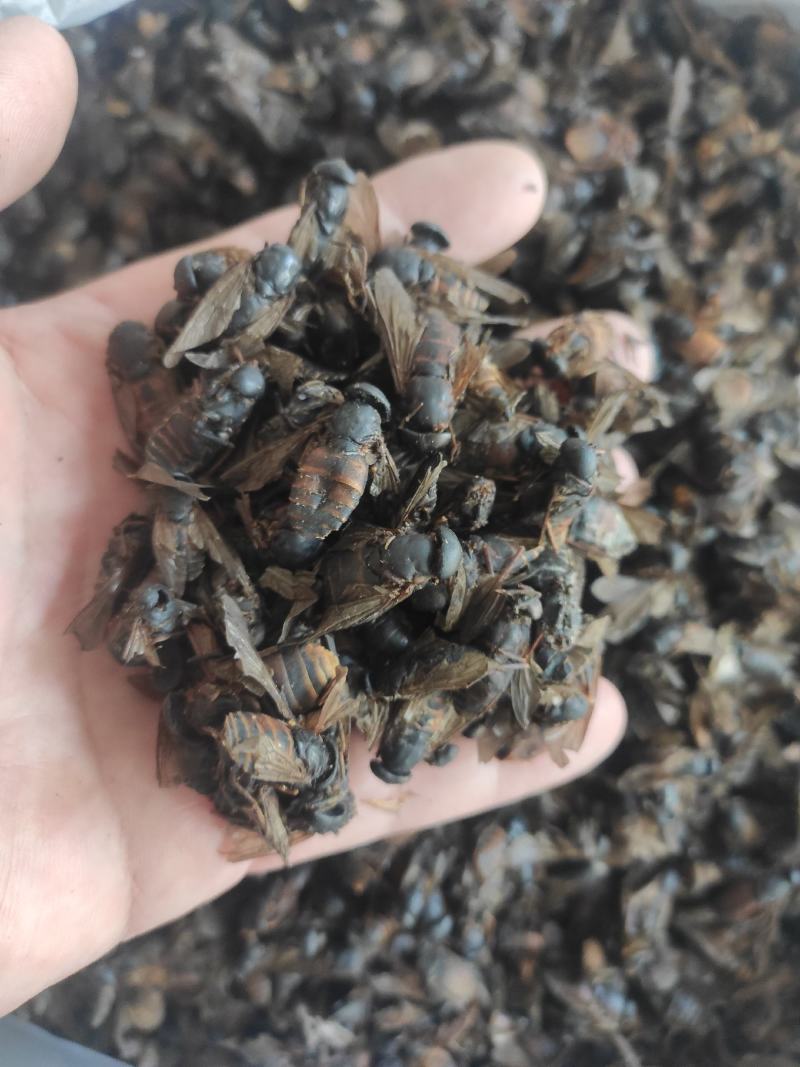 虻虫干货牛虻虫中药材量大从优欢迎选购！
