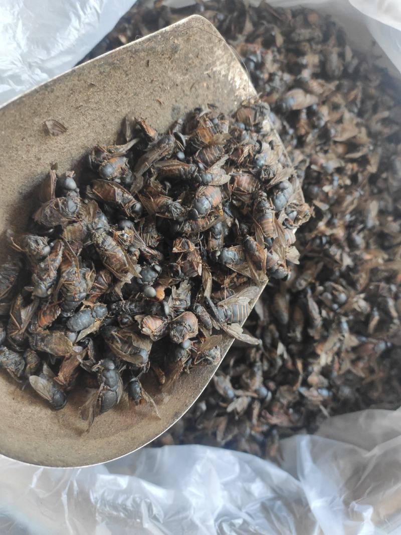 虻虫干货牛虻虫中药材量大从优欢迎选购！
