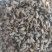 虻虫干货牛虻虫中药材量大从优欢迎选购！
