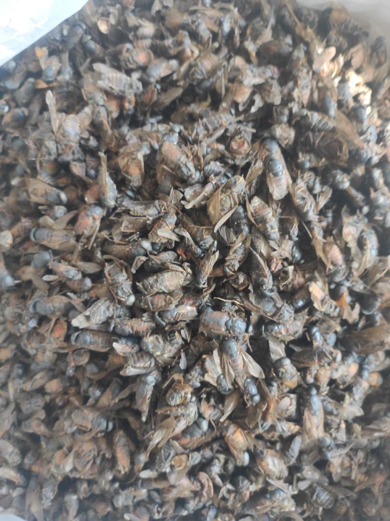 虻虫干货牛虻虫中药材量大从优欢迎选购！