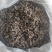 虻虫干货牛虻虫中药材量大从优欢迎选购！
