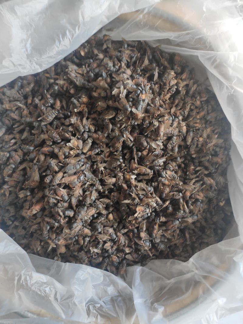虻虫干货牛虻虫中药材量大从优欢迎选购！