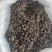 虻虫干货牛虻虫中药材量大从优欢迎选购！
