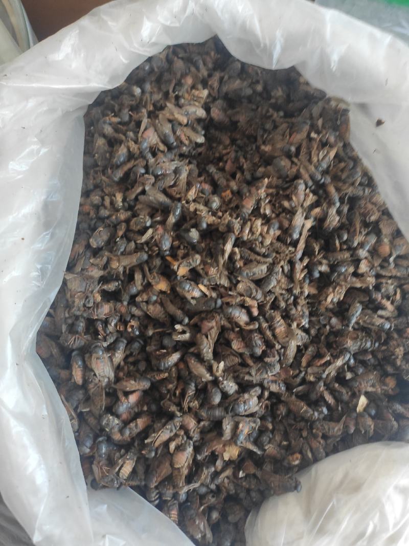 虻虫干货牛虻虫中药材量大从优欢迎选购！