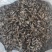 虻虫干货牛虻虫中药材量大从优欢迎选购！