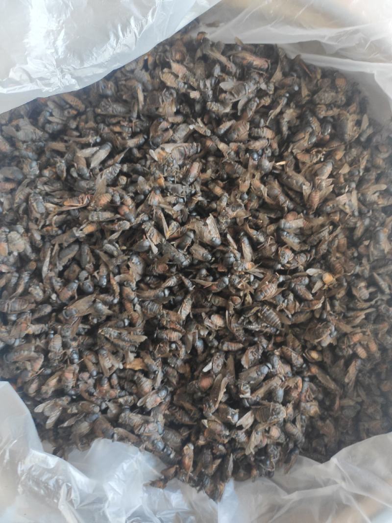 虻虫干货牛虻虫中药材量大从优欢迎选购！