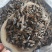 虻虫干货牛虻虫中药材量大从优欢迎选购！