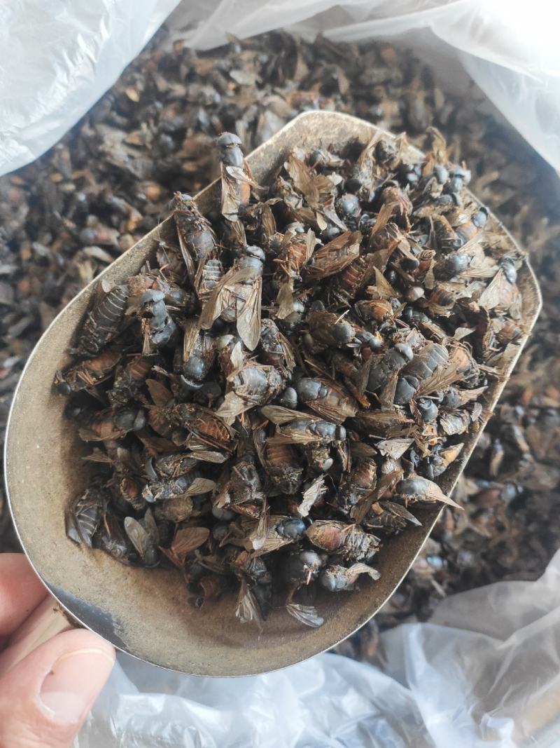 虻虫干货牛虻虫中药材量大从优欢迎选购！