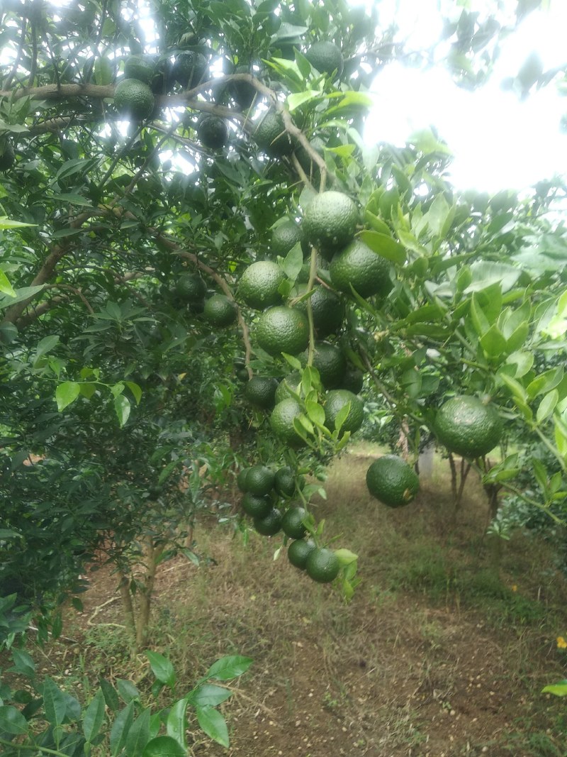 软枝小叶香橙果种子