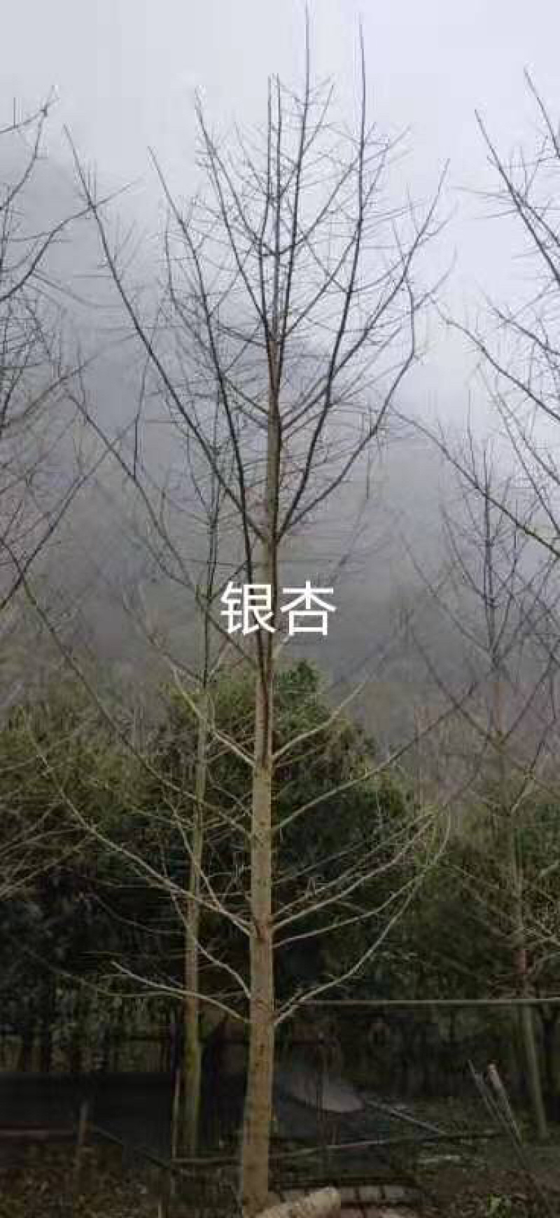 银杏树树干直树形好千亩基地直供视频看货