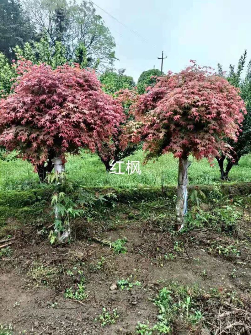 精品红枫规格齐全现外现发基地直发量大从优