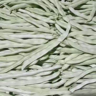 白豆角