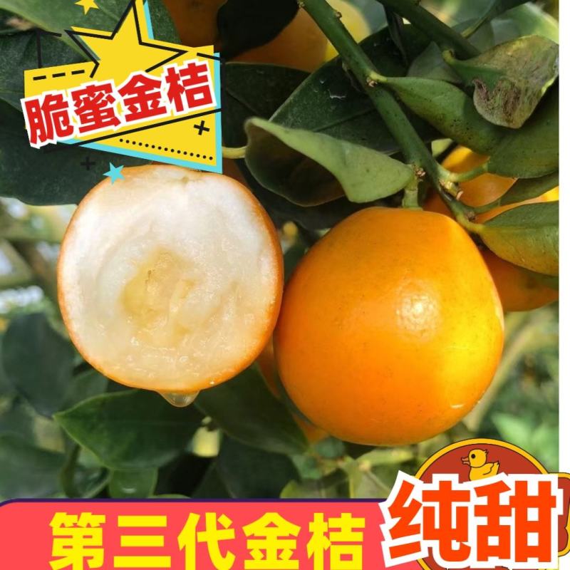脆蜜金桔礼盒装融安第三代金桔对接所有渠道市场档口空运发货