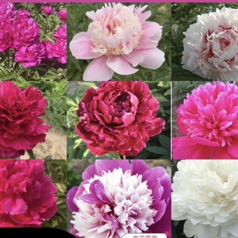 【包邮】大花千层观赏芍药、花大色艳成花率高，适应性强地栽盆栽