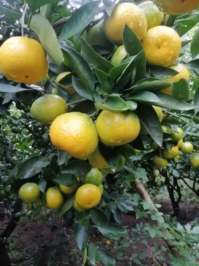 四川资阳早熟青皮蜜橘对接各大电商团购平台产地直发大量上市