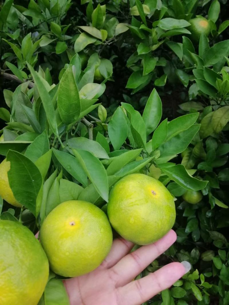 四川资阳早熟青皮蜜橘对接各大电商团购平台产地直发大量上市
