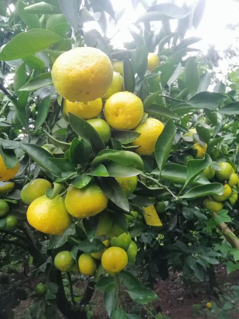 四川特早蜜橘青皮蜜橘皮薄味甜对接全国各地市场电商团购