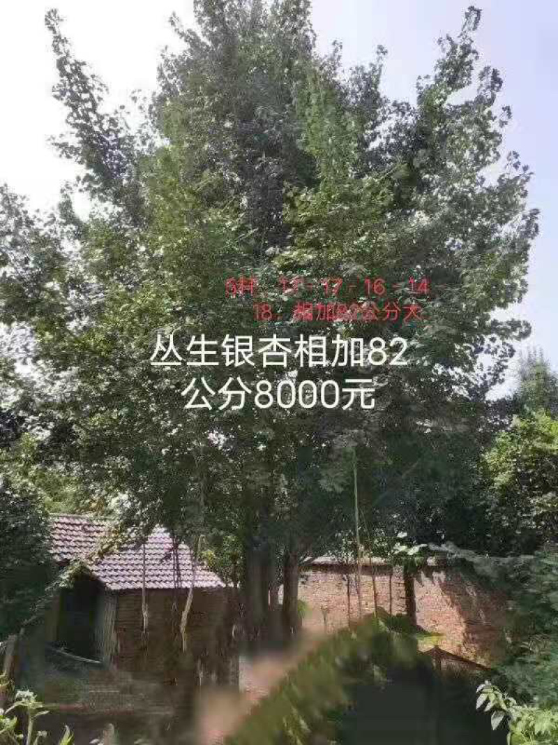 银杏树树干直树形好千亩基地直供视频看货