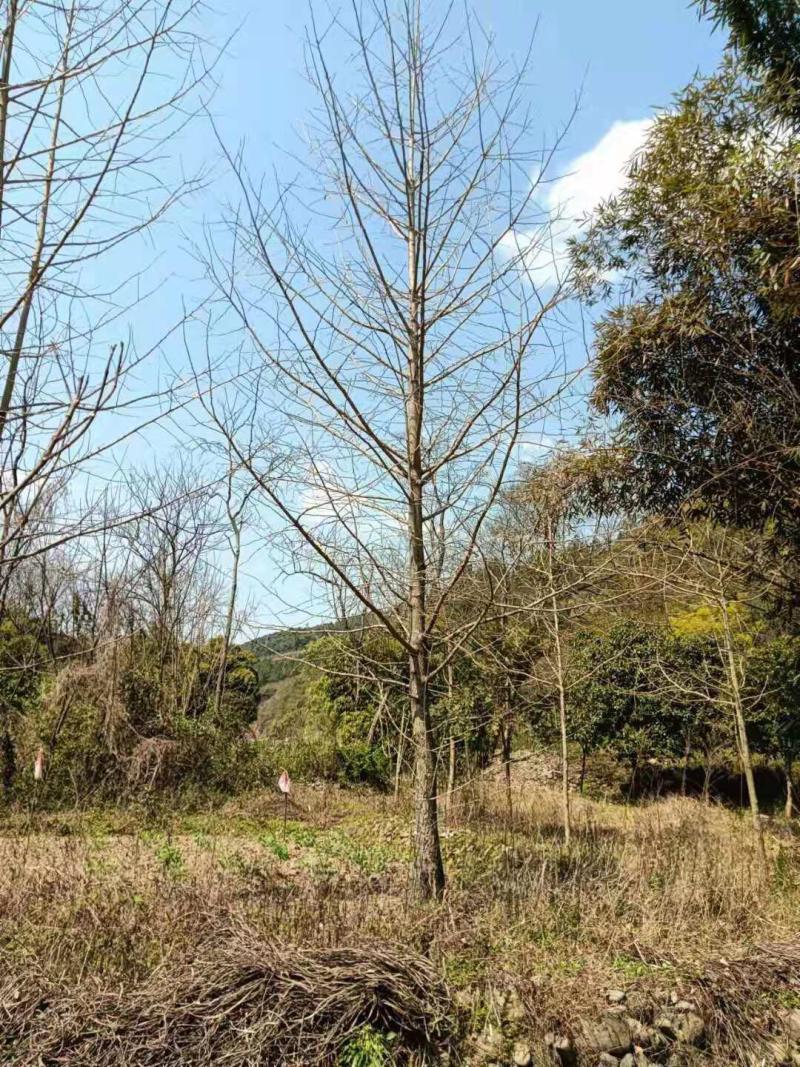 银杏树树干直树形好千亩基地直供视频看货