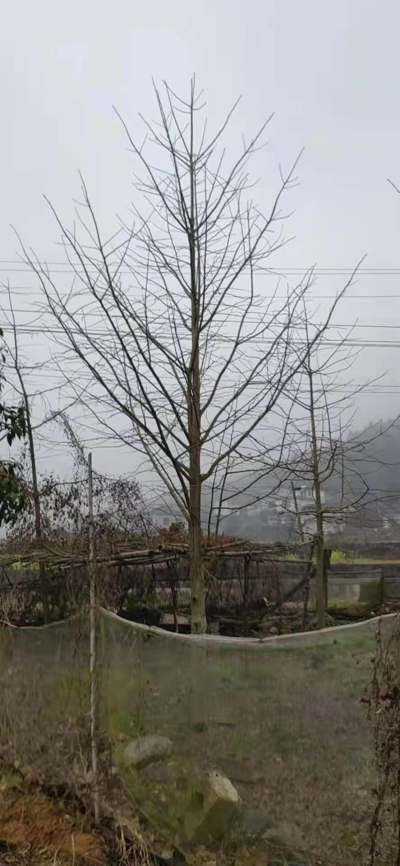 银杏树树干直树形好千亩基地直供视频看货