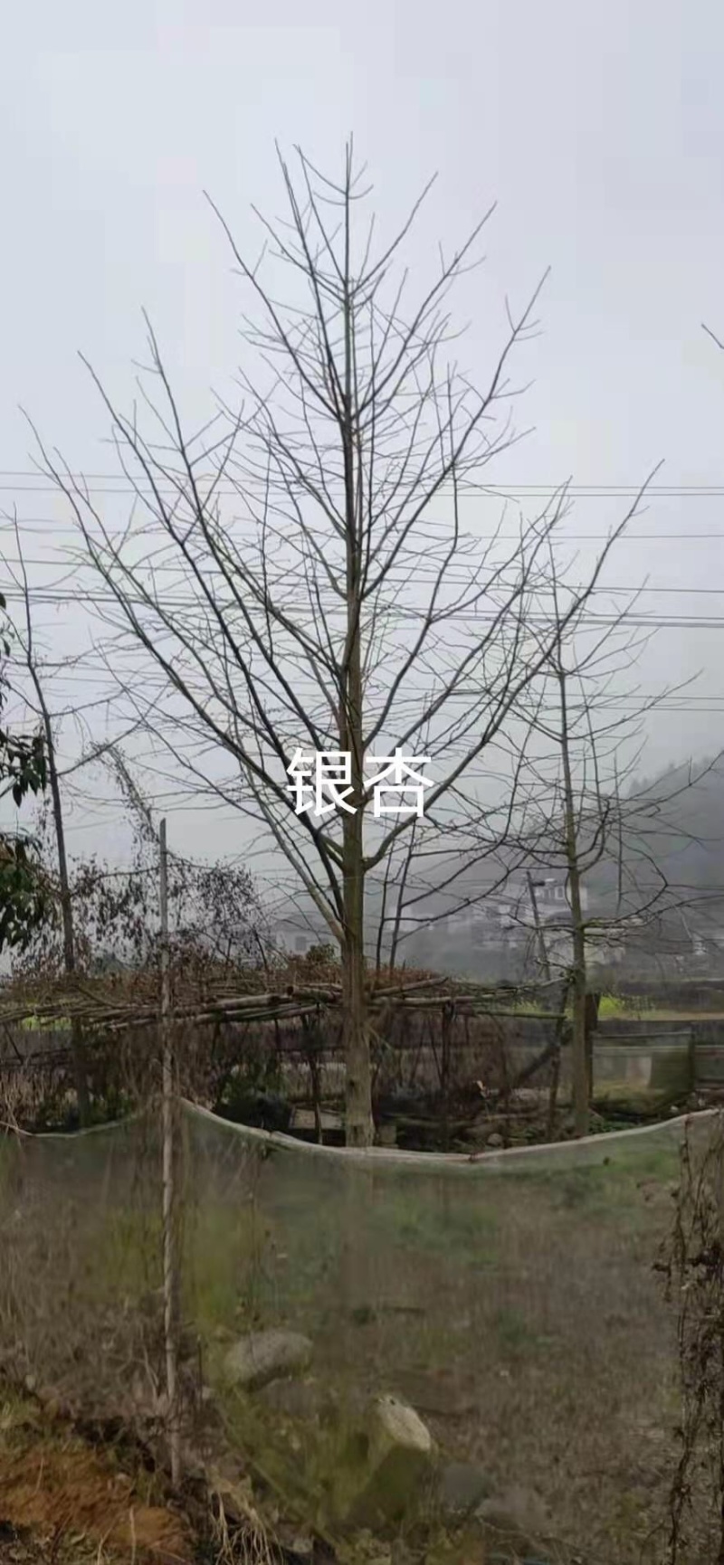 银杏树树干直树形好千亩基地直供视频看货