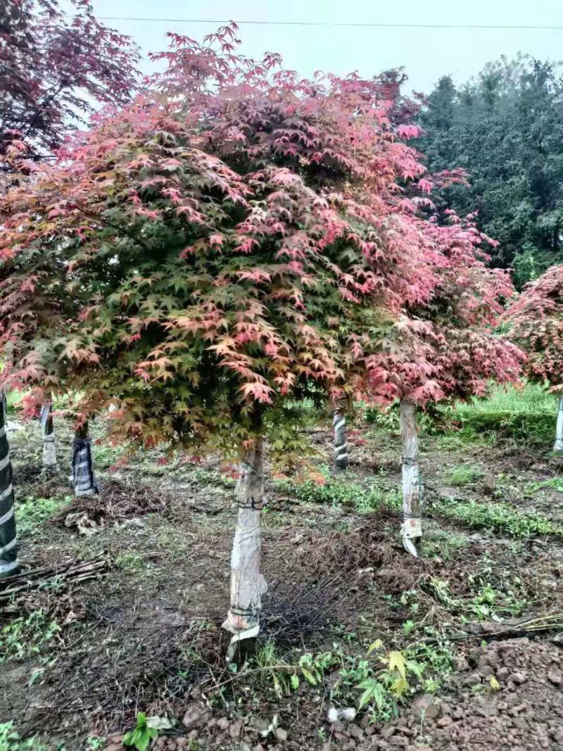精品红枫规格齐全现外现发基地直发量大从优
