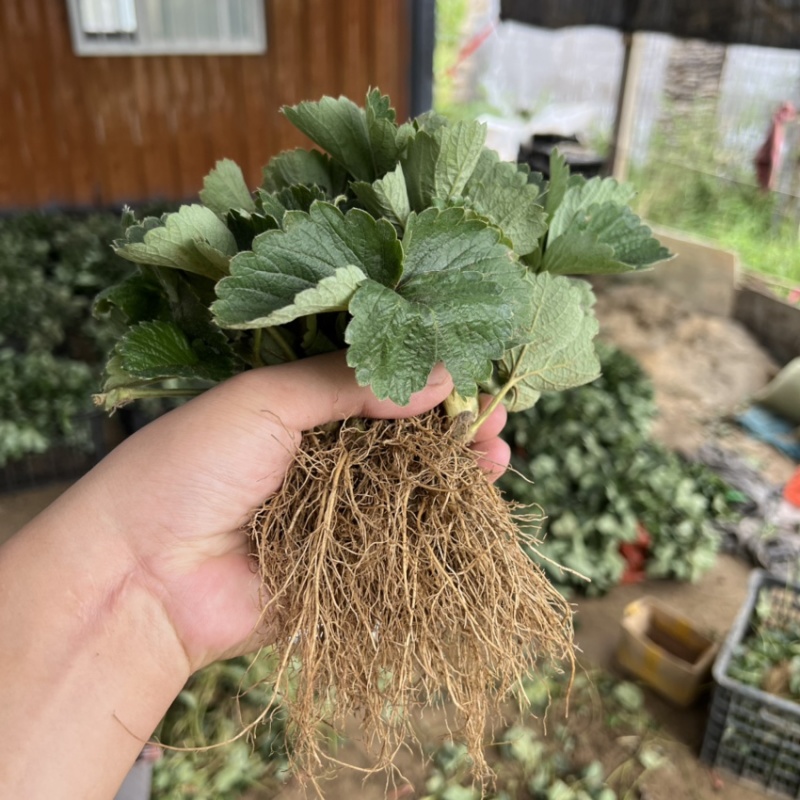 红颜草莓苗大叶红颜产量高抗病能力强超级红颜草莓苗