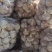 金蒜一号大蒜种子，产量高，抗病毒，好管理