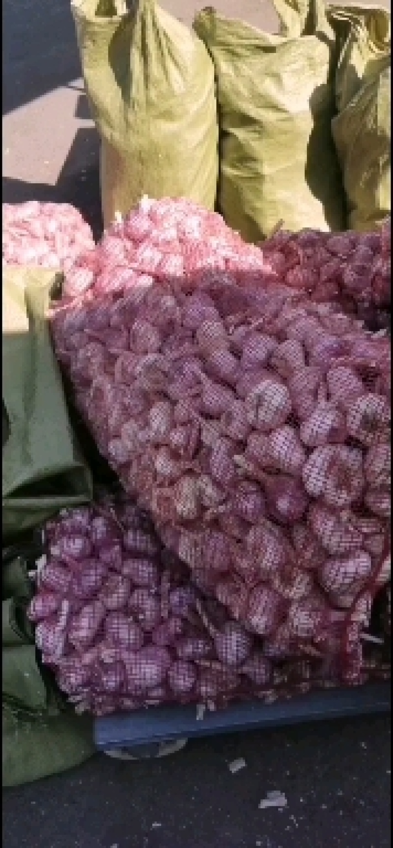 金蒜一号大蒜种子，产量高，抗病毒，好管理