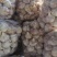金蒜一号大蒜种子，产量高，抗病毒，好管理