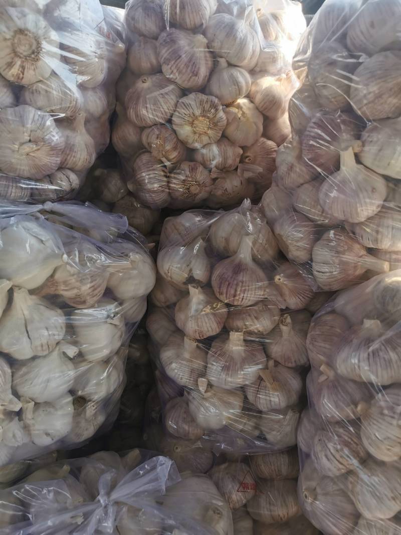 金蒜一号大蒜种子，产量高，抗病毒，好管理