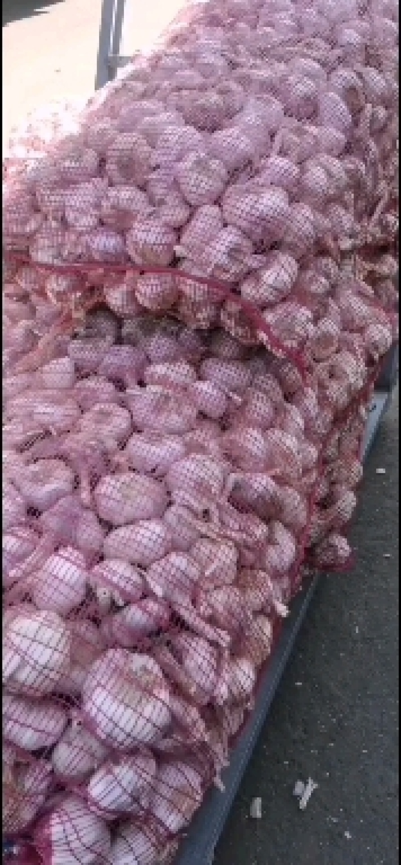 金蒜一号大蒜种子，产量高，抗病毒，好管理