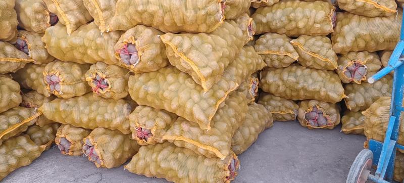 甘肃旱地马铃薯