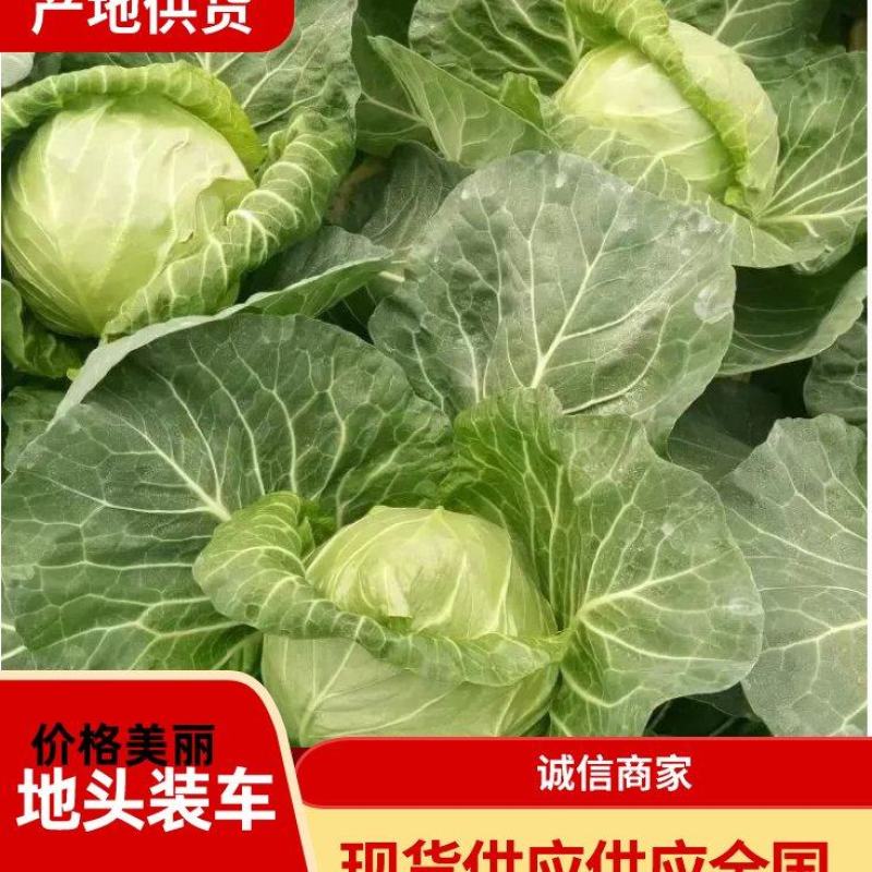 【精选】河北甘蓝中甘甘蓝，一手货源现摘先发品质保证全国