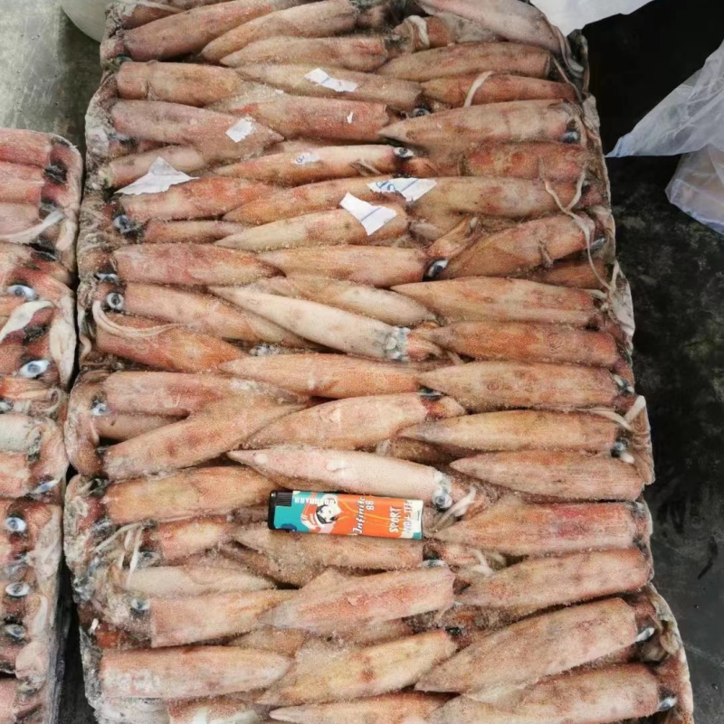 东山小管批发红鱿批发鱿鱼刺身鱿鱼红鱿批发鱿鱼