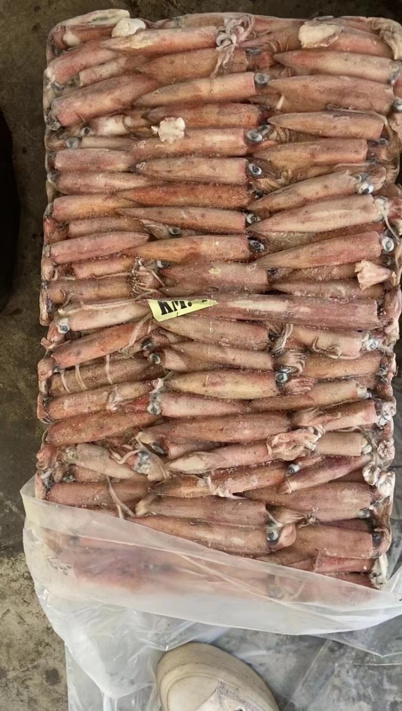东山小管批发红鱿批发鱿鱼刺身鱿鱼红鱿批发鱿鱼